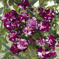 Kletterrose New Imagine®, C5 interface.art Bild 1 Kletterrose New Imagine®, C5 interface.image 1 interface.art 5496