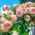 Kletterrose Pierre de Ronsard®, C5 interface.art Bild 1 Kletterrose Pierre de Ronsard®, C5 interface.image 1 interface.art 5497