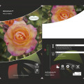 Kletterrose Redova ®, С5 interface.image 3 interface.art 6182