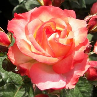 Großblütige Rose Elena, C5 interface.image 1