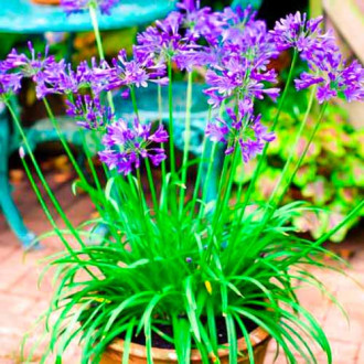 Afrikanische Lilie (Agapanthus) Brilliant Blue interface.image 2