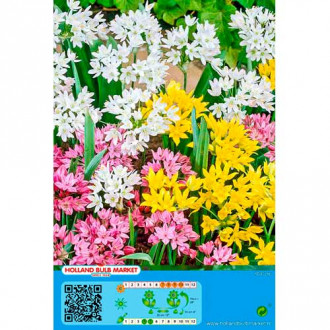 Allium, Farbmischung interface.image 1