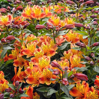 Alstroemeria Indian Summer® Tesronto, С2 interface.image 1