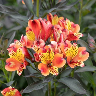 Alstroemeria Summer Breeze® Tessumbre, С2 interface.image 3