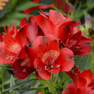 Alstroemeria Summer Pepper® Tessumpep, С2 interface.image 4