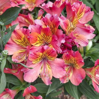 Alstroemeria Valley Girl® Tesvalgirl, С2 interface.image 5