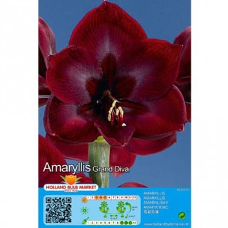 Amaryllis (Ritterstern) Grand Diva interface.image 1