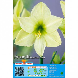Amaryllis (Ritterstern) Lemon Lime interface.image 4