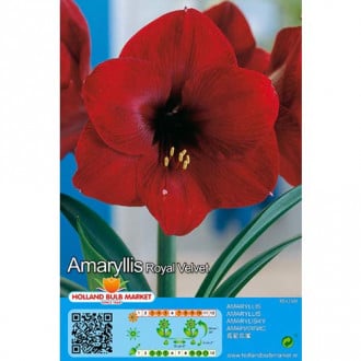 Amaryllis (Ritterstern) Royal Velvet interface.image 1