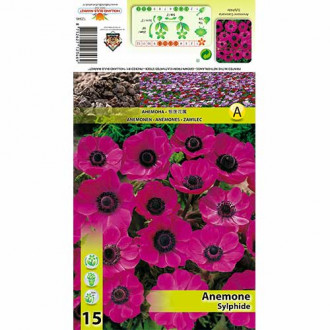 Anemone Sylphide interface.image 2