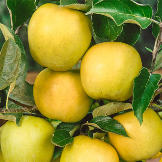 Apfel Golden Reinders, C2 interface.image 9