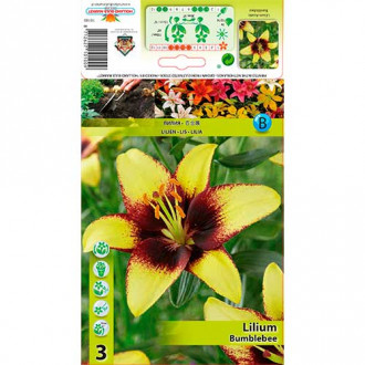 Asiatische Lilie Bumblebee interface.image 6