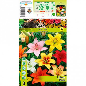 Asiatische Lilie, Farbmischung interface.image 5