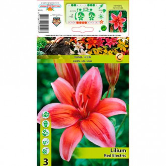 Asiatische Lilie Red Carper interface.image 6