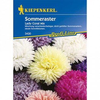 Sommeraster Lady Coral Mischung interface.image 6