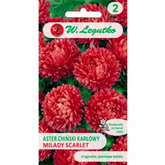 Aster Milady Scarlet Legutko Bild 2 Aster Milady Scarlet Legutko interface.image 2