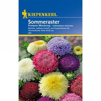 Sommeraster Pompon Mischung interface.image 4