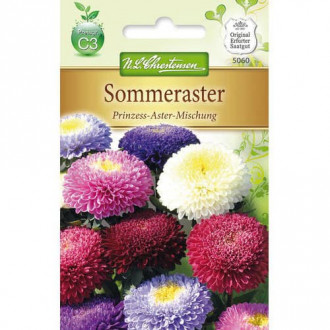 Sommeraster Prinzess- Aster interface.image 5