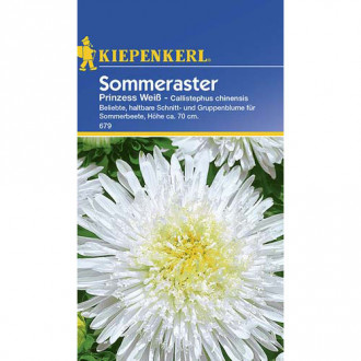 Aster Prinzess, weiß interface.image 1