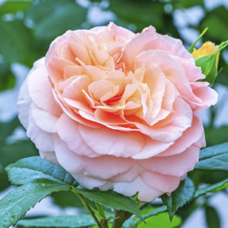 Beetrose Duchess of Cornwall interface.image 6