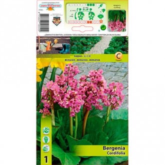 Bergenie Cordifolia interface.image 1