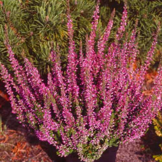 Besenheide Amethyst interface.image 10