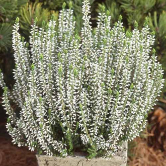 Besenheide Betty interface.image 8