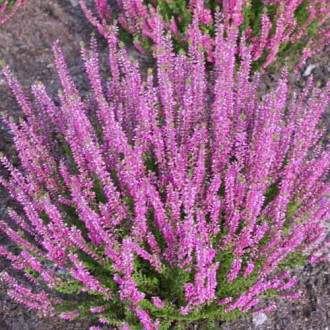 Besenheide Lena interface.image 15