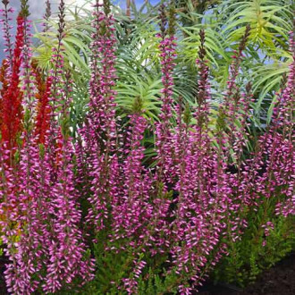 Besenheide Pink Bettina interface.image 12