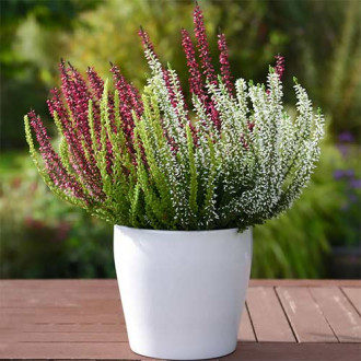 Besenheide Trio Girls Athene/Hilda/Zelda interface.image 13