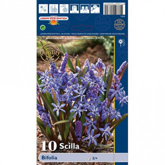 Blaustern Bifolia interface.image 3