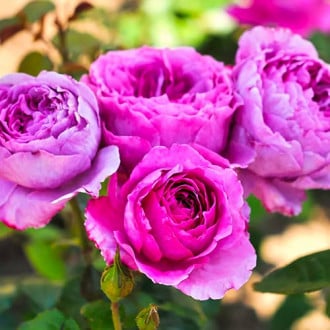 Blumenstrauß Rose Adore Aroma interface.image 1