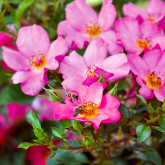 Blumenstrauß Rose Barbi Mella interface.image 1
