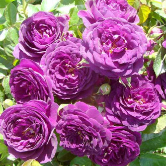 Rose blau-lila (Menge im Paket: 1 Pflanze) interface.image 2