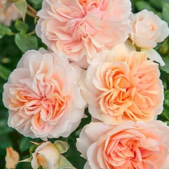 Blumenstrauß Rose Garden of Roses interface.image 1