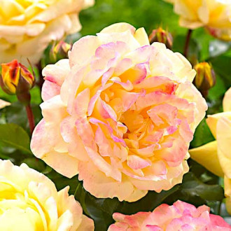 Blumenstrauß Rose Lampion interface.image 2