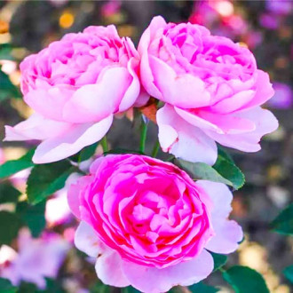 Blumenstrauß Rose Magic Aroma interface.image 3