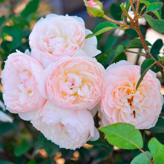 Blumenstrauß Rose Natural Aroma interface.image 4