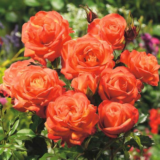 Rose orange (Menge im Paket: 1 Pflanze) interface.image 3