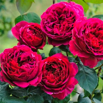 Blumenstrauß Rose Pure Aroma interface.image 4