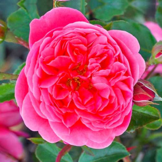 Blumenstrauß Rose Raspberry interface.image 4