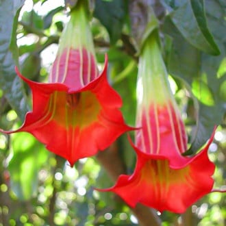 Brugmansia Red interface.image 2