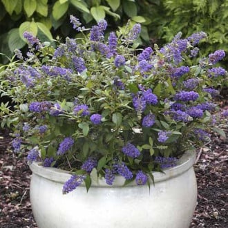 Buddleia Blue Chip Jr PBR, C3 interface.image 4