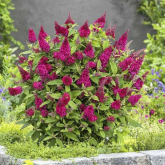 Buddleia Butterfly Red PBR, C3 interface.image 1