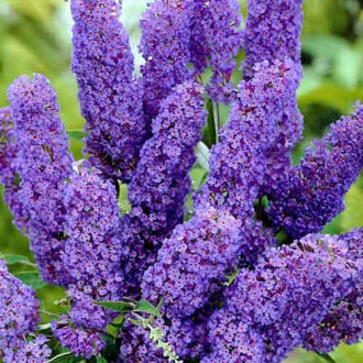 Buddleia Dart'S Papillon Bleu interface.image 4