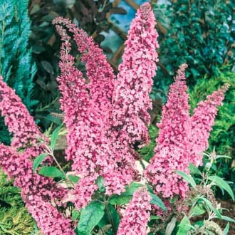 Buddleia Pink Delight, С2 interface.image 6