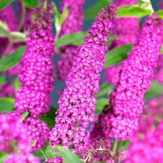 Buddleia Summer Beauty, Р9 interface.image 6