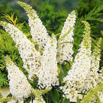 Buddleia White Profusion, С2 interface.image 2