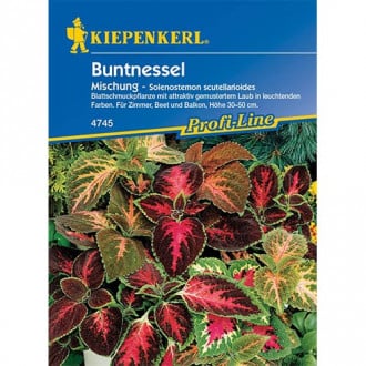 Buntnessel Mischung Kiepenkerl interface.image 3