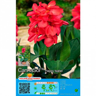 Canna (Cannasol) Happy Isabel interface.image 6